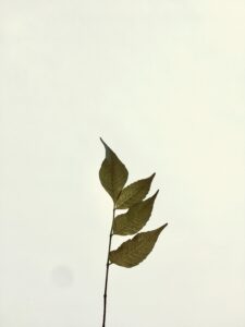 An image of a stalk of neem. Image Courtesy: Pexels. 