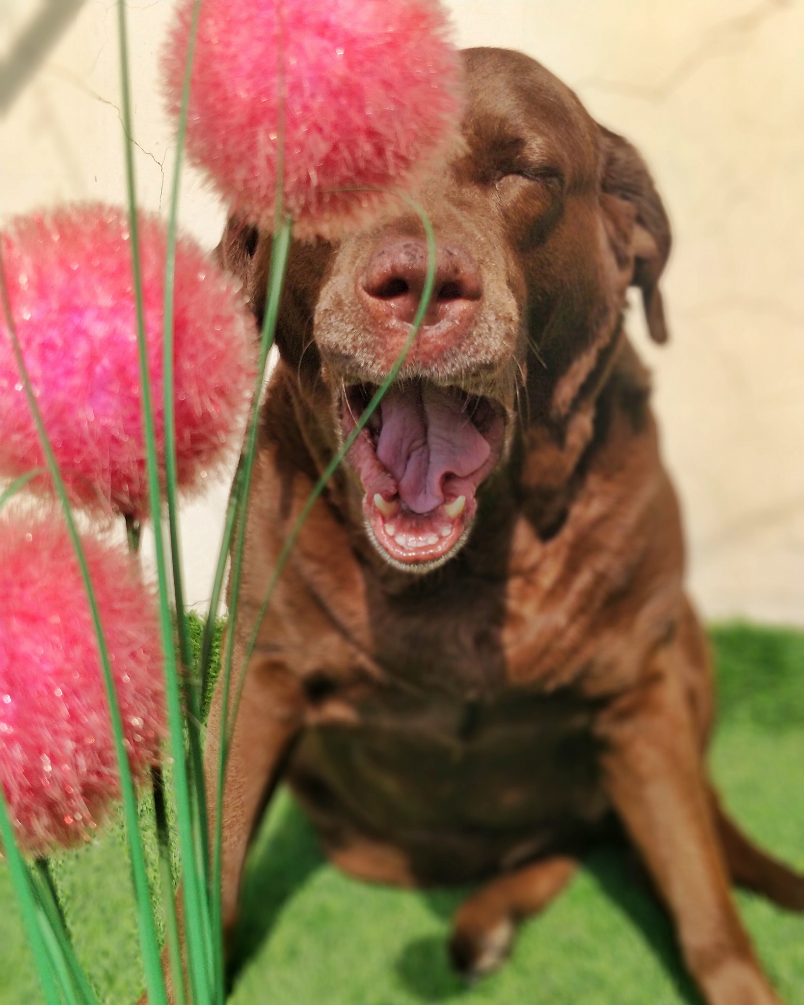 Hazel the dog