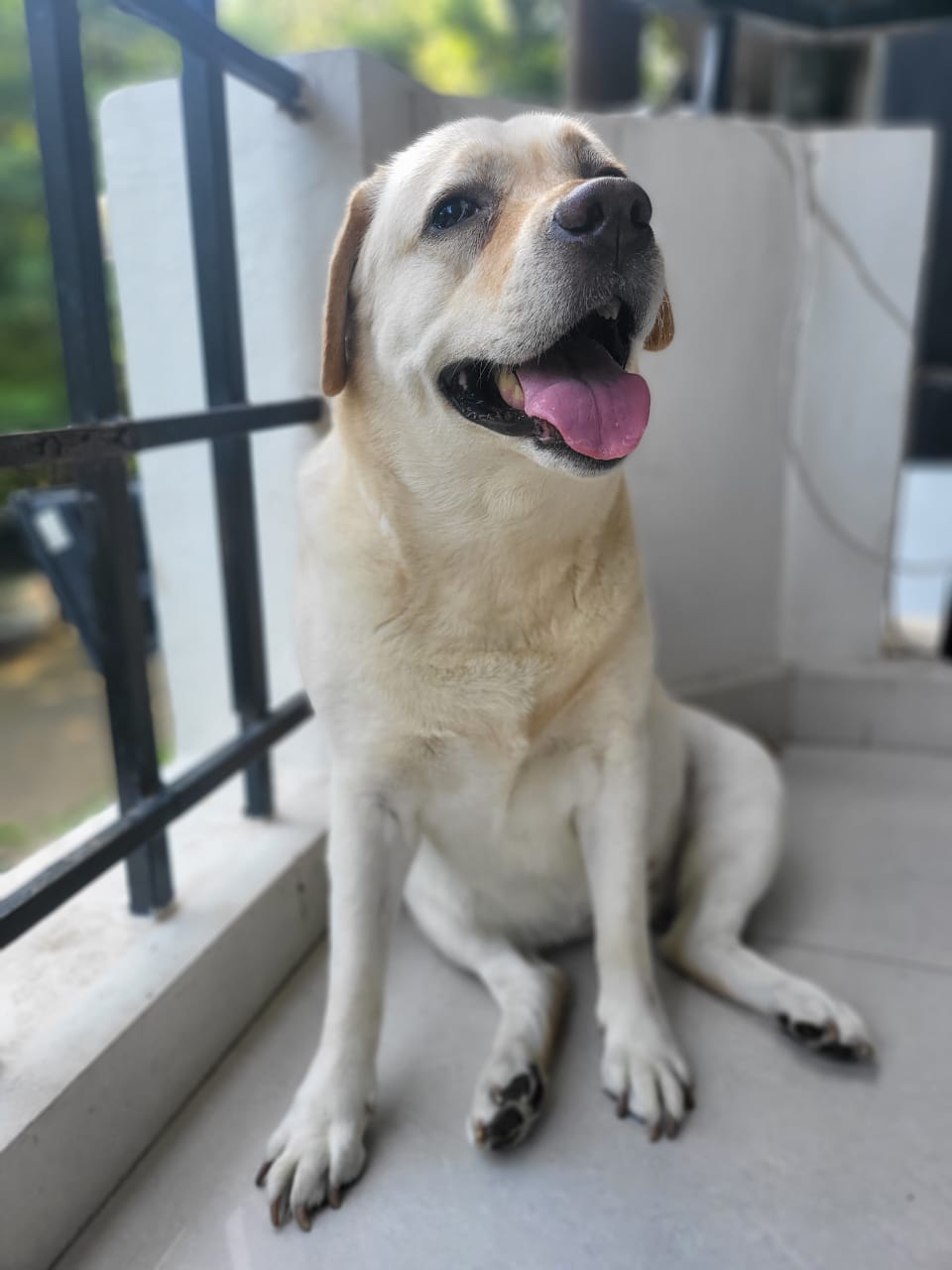 Lola the dog
