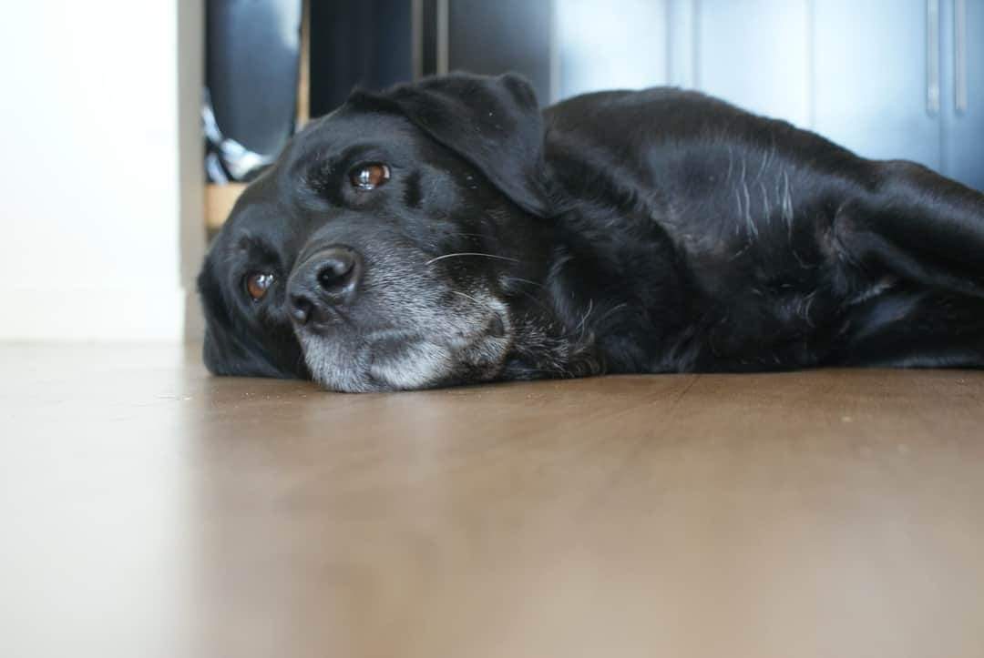 Misty the dog