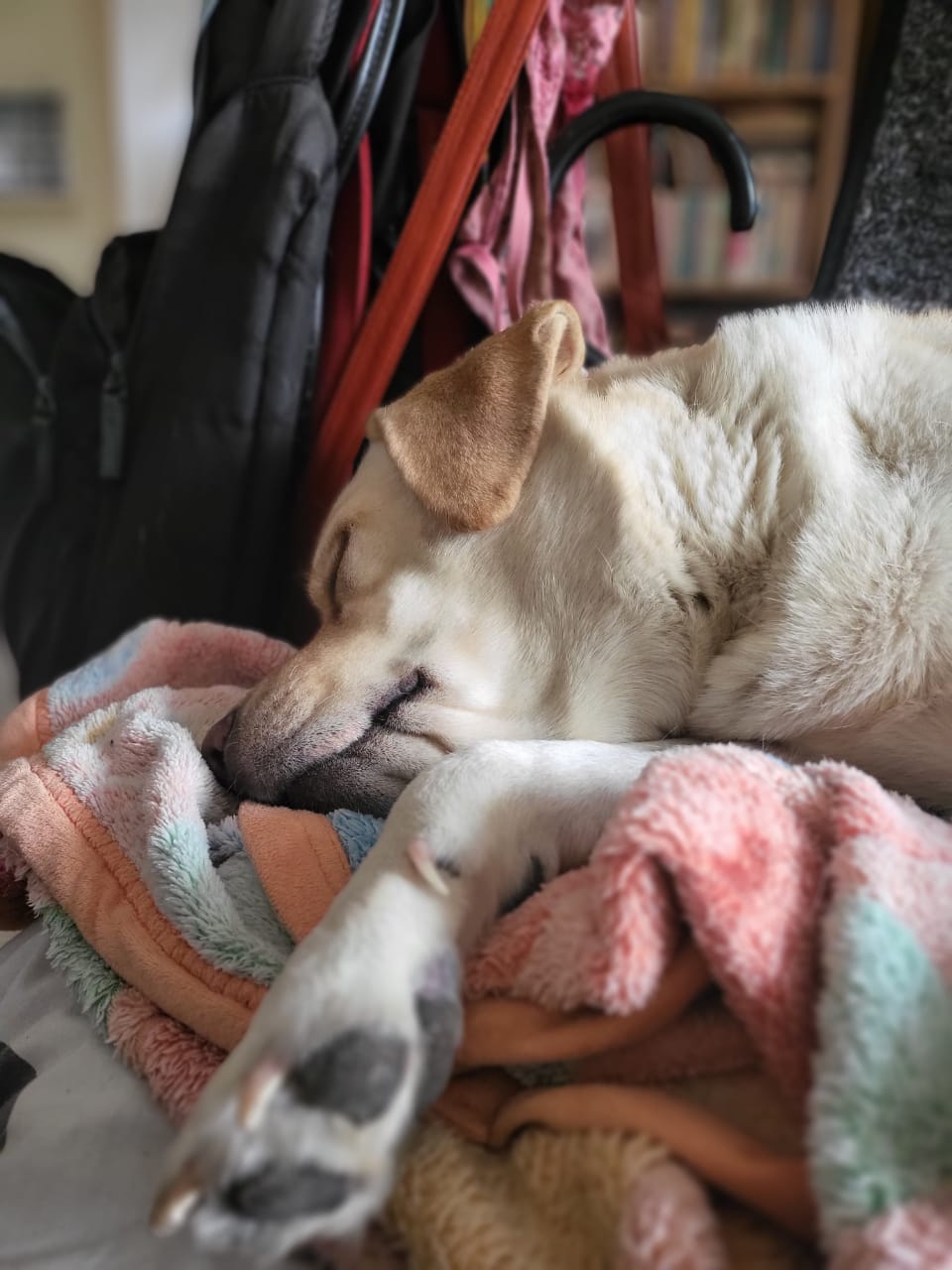 a labrador napping